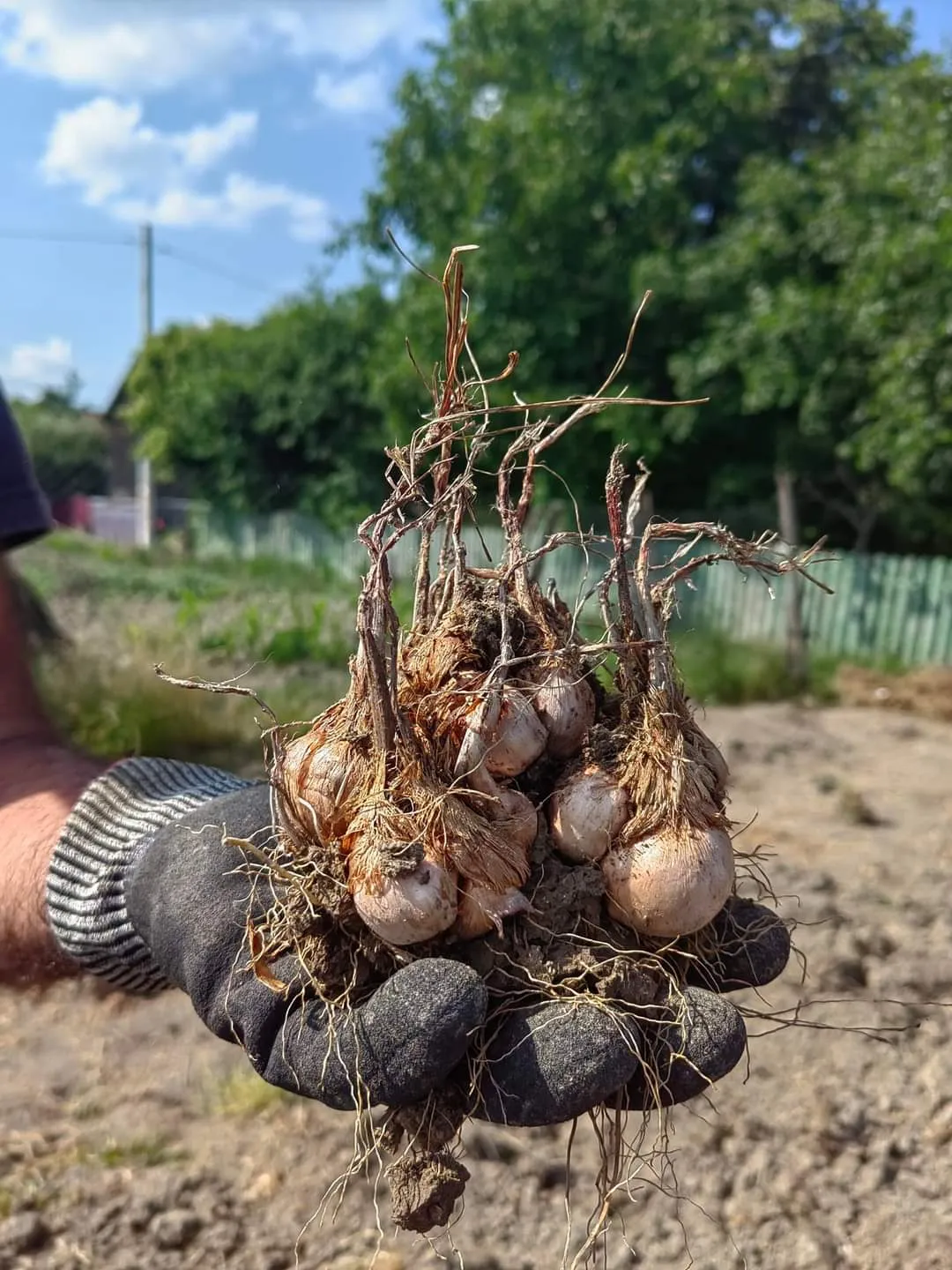 Bulbi de Crocus sativus proaspăt scoși din pământ, ținuți în mână