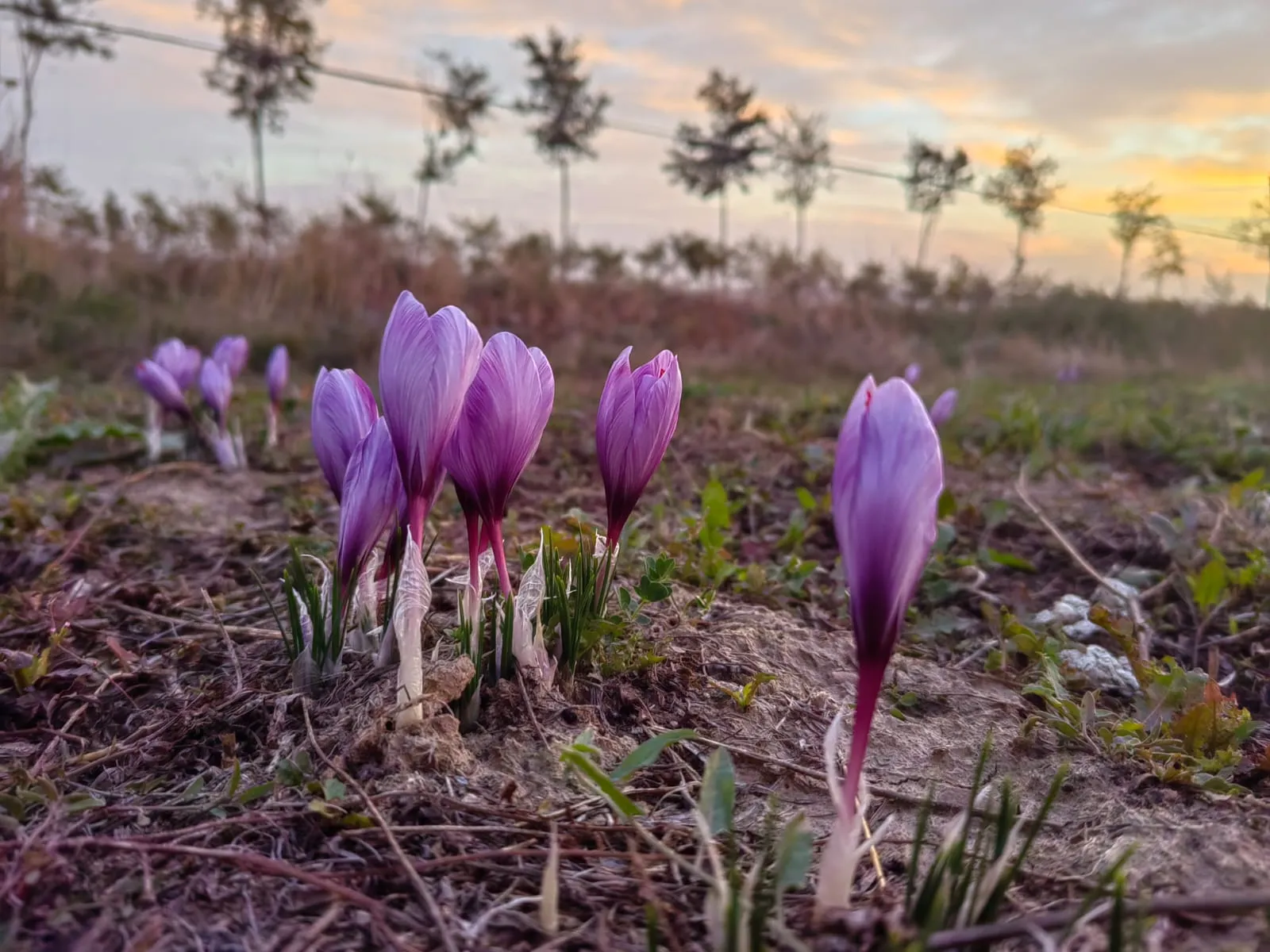 Flori de șofran în lumina apusului, în plantația din Bucovina