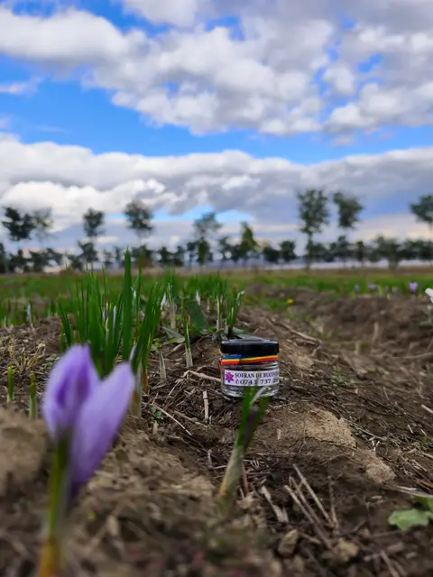 Borcănaș cu șofran, așezat în mijlocul plantației