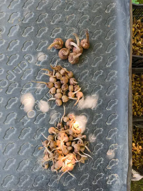 Bulbi de Crocus sativus sortați pe tavă