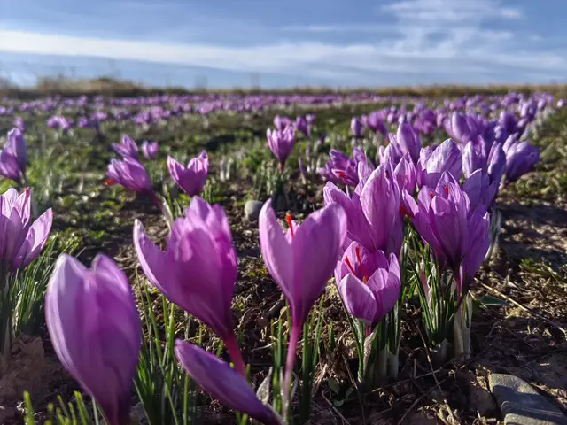 Câmp de șofran în plină floare, în Bucovina