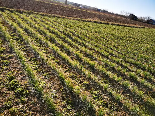 Plantația de șofran în lumina dimineții