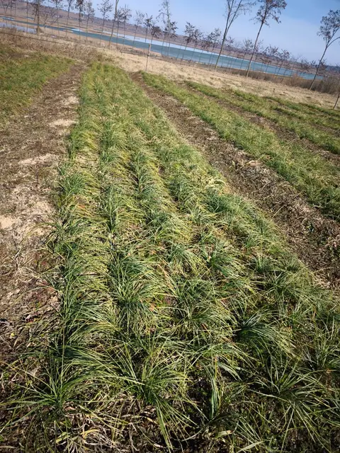 Rânduri verzi de Crocus sativus
