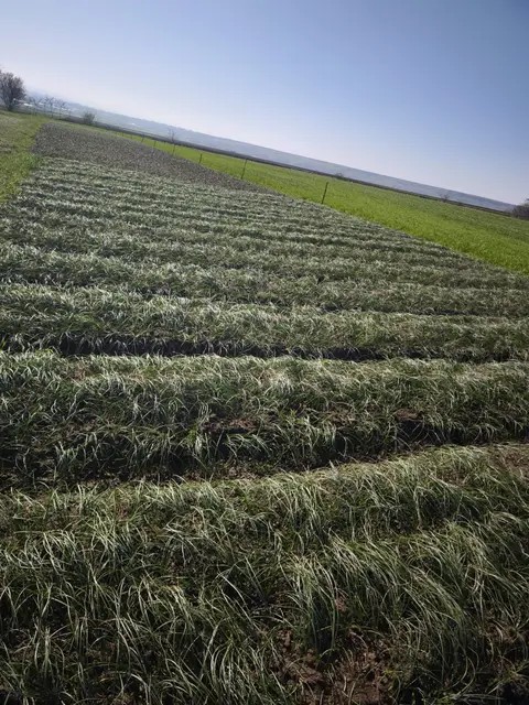 Rândurile plantației de șofran, văzute de aproape