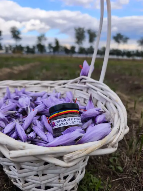 Coș cu recolta zilei de flori de șofran