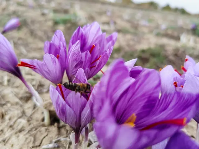 Albină vizitând o floare de șofran