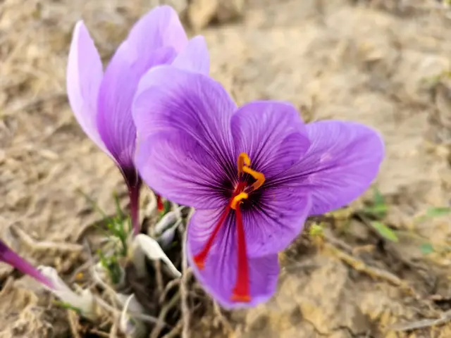 Floarea de Crocus sativus în detaliu