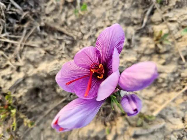 Floare de șofran cu stigmate roșii, pe pământul plantației