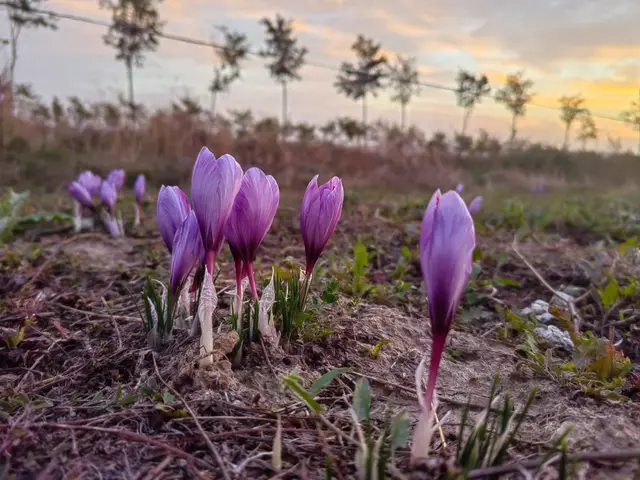 Flori de șofran la apus