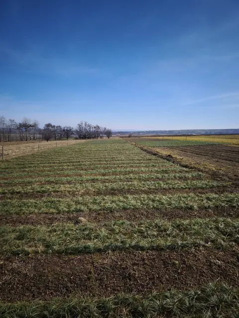Plantația de șofran sub cer albastru