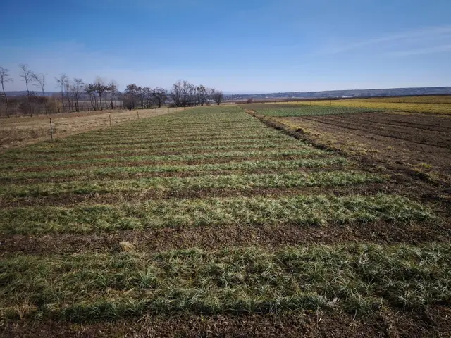 Plantația de șofran toamna